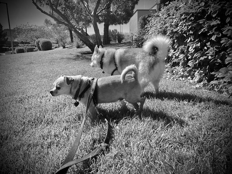 My dogs basking in the serene grass of Grackle Hill