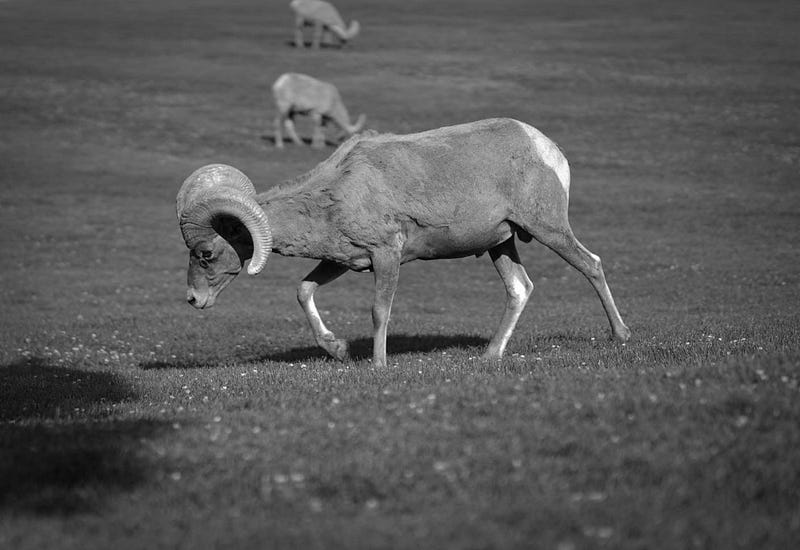 Wild rams grazing peacefully