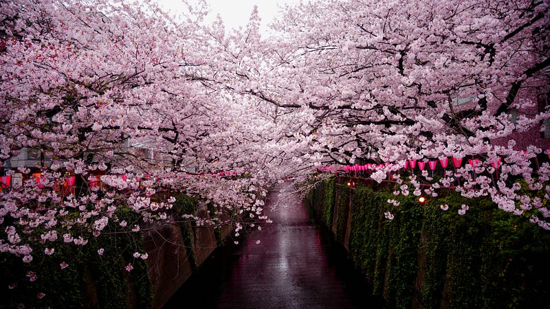 A beautiful cherry blossom tree in full bloom