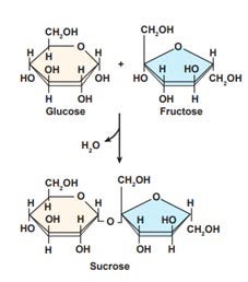 Carbohydrate synthesis in cannabis plants