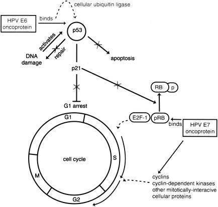 Diagram illustrating HPV's effect on p53 protein