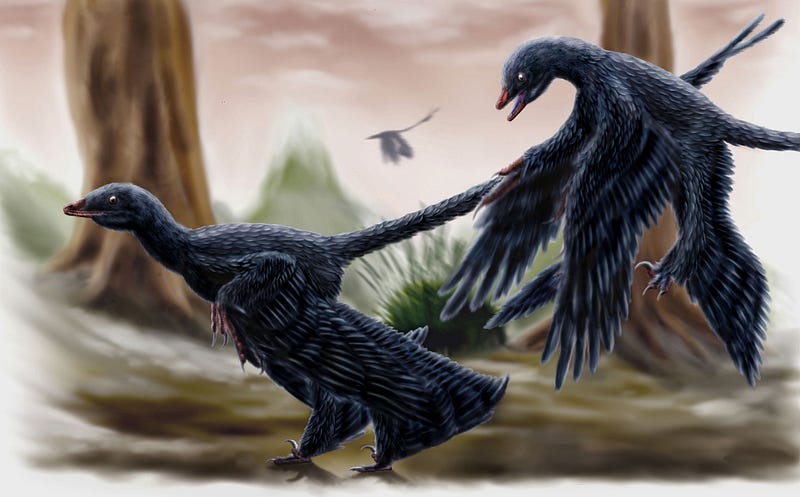 Microraptor, a feathered dinosaur