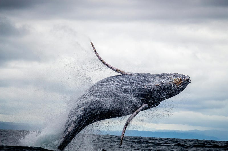 Exploring same-sex interactions among humpback whales