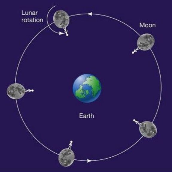 Gravitational forces acting on the Moon