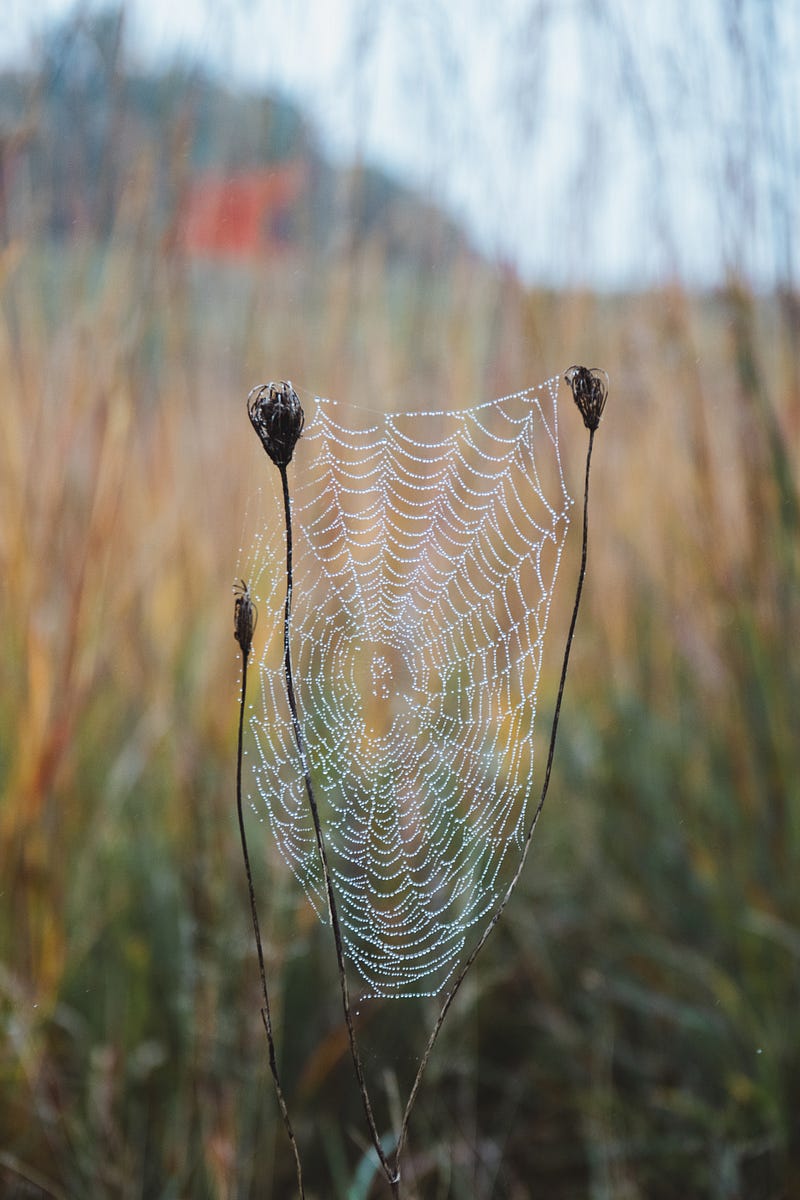 Insect gift-giving strategies