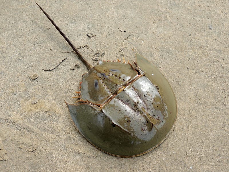 Horseshoe crab in its natural habitat