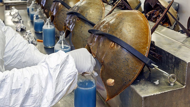 Close-up of horseshoe crab blood