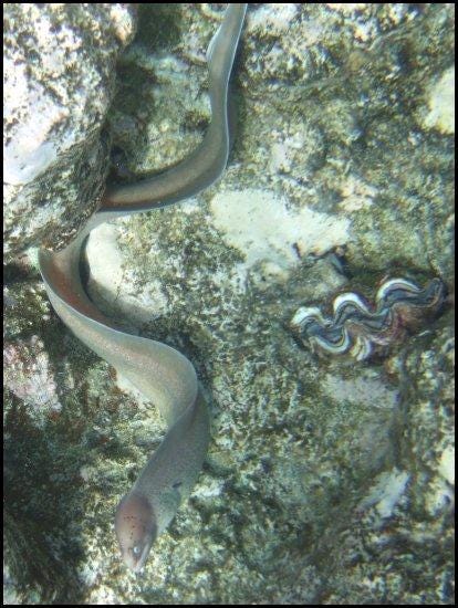 Vibrant marine life in Dahab's reefs