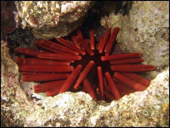 Colorful reefs teeming with life in Dahab