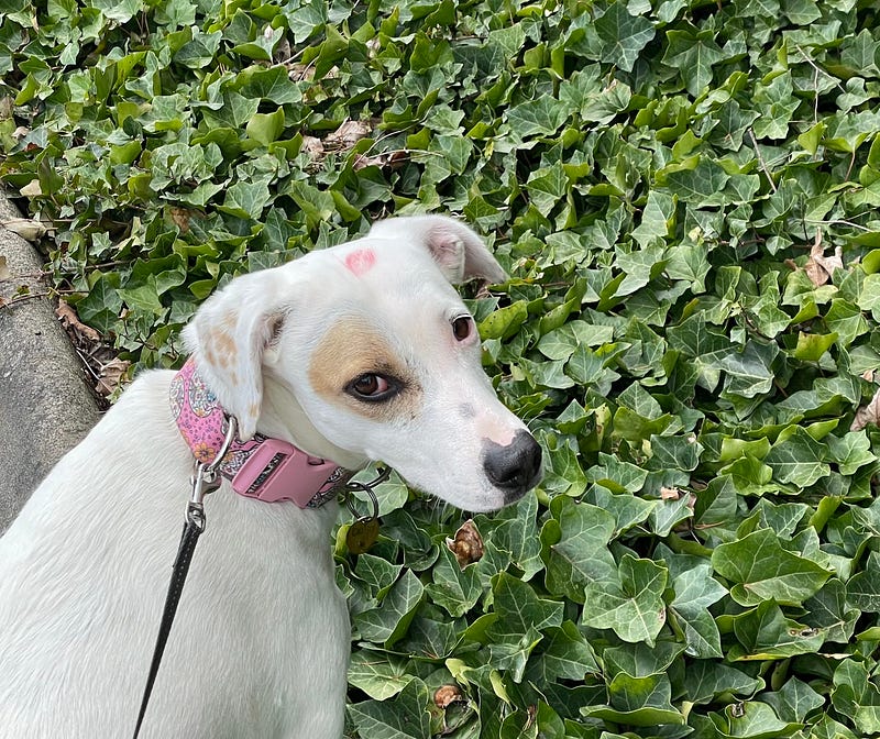 Daisy receiving affection with a lipstick print on her head