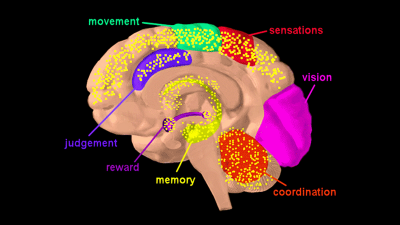 Brain Effects of Cannabis