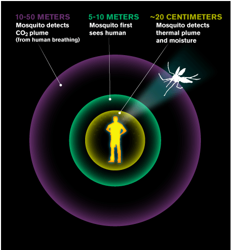 Understanding the Attraction of Mosquitoes to Humans