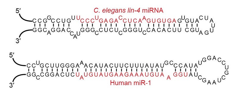 miRNA examples illustrating gene expression regulation