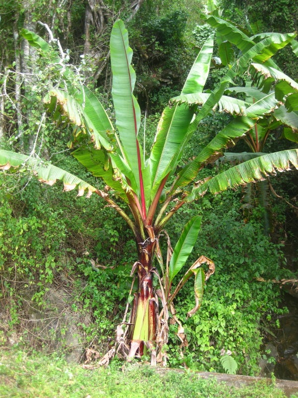 Mature ensete plant ready for harvest