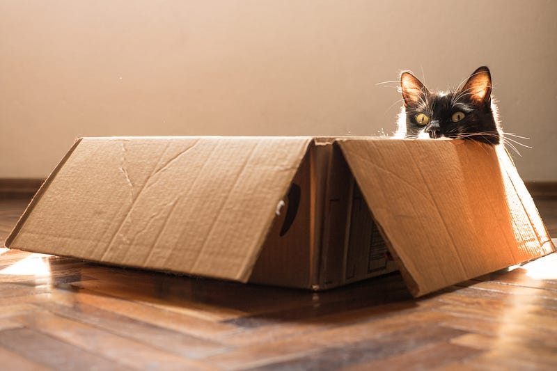 A playful cat exploring a box