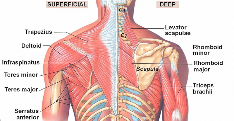 Posterior muscles of the upper body