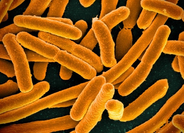 Engineered Bacteria in Cancer Treatment