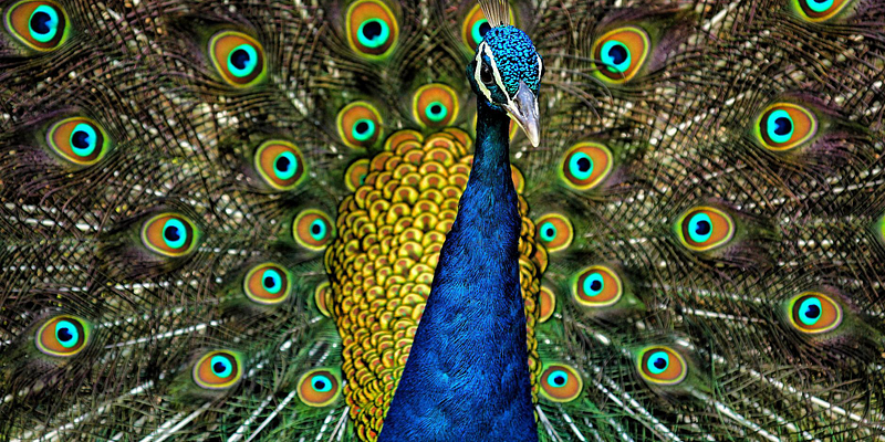 Peacock illustration