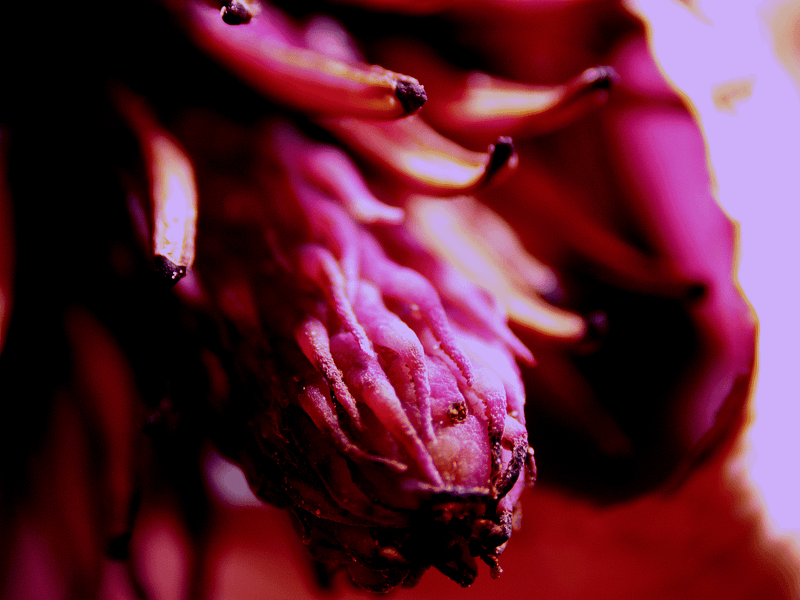 Close-up of the magnolia pistil captured with Bresser DST-0745