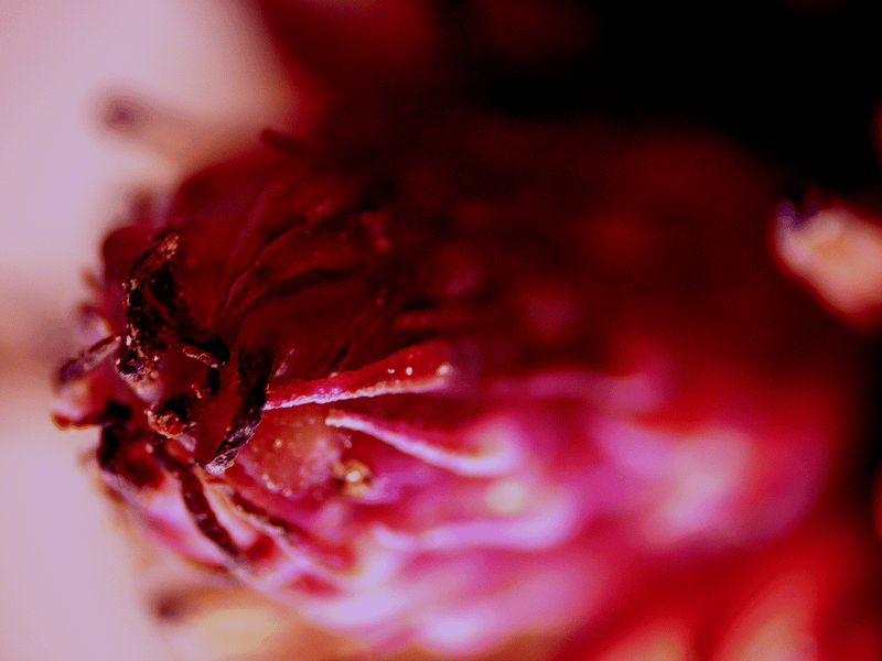 Another view of the magnolia pistil, highlighting the delicate features