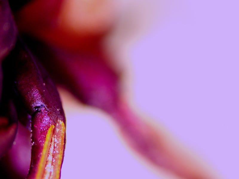 Close-up showcasing the intricate details of the magnolia pistil