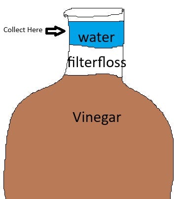 Vinegar eels swimming in distilled water