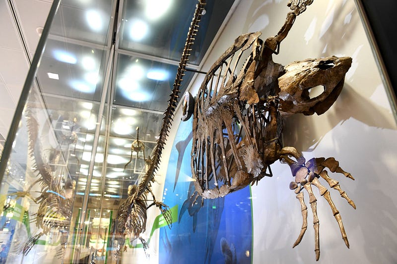 Giant sea turtle fossil from the David H. Koch Hall of Fossils