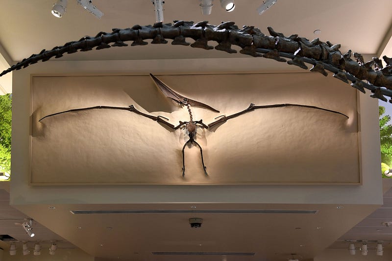 Pterodactyl suspended in the National Museum of Natural History