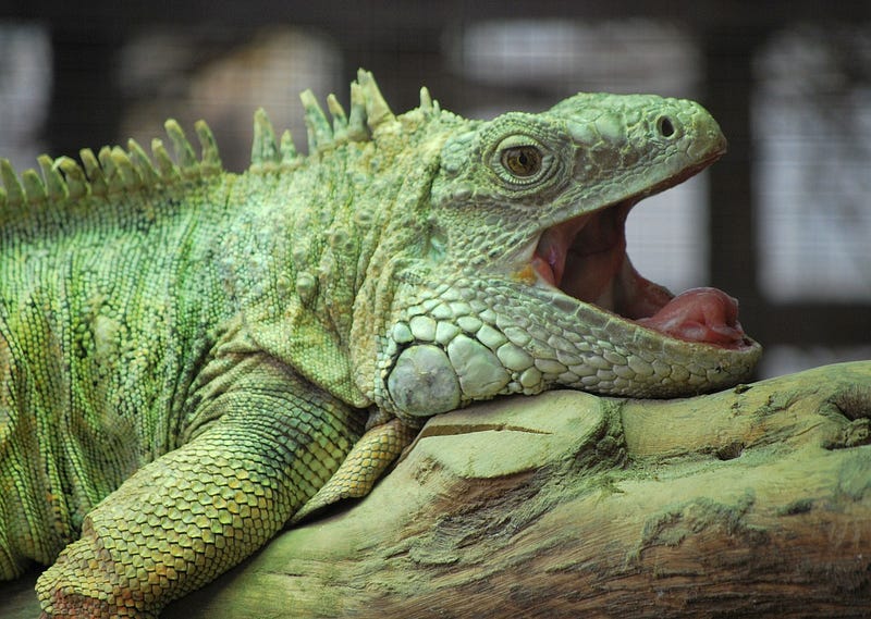 Yawning and its connection to brain temperature regulation