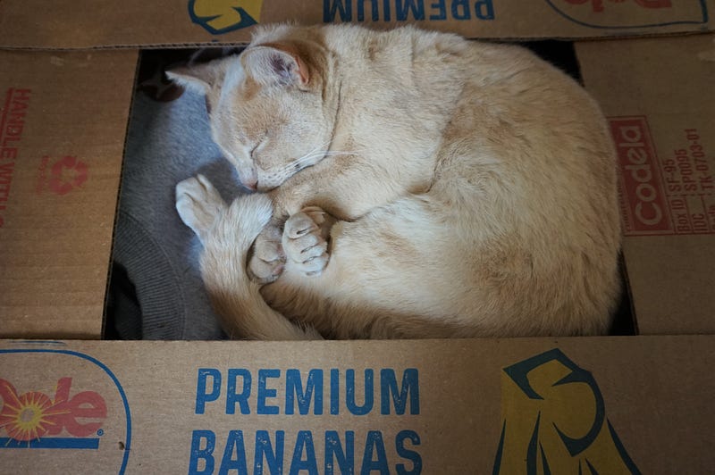 Guust relaxing in a box