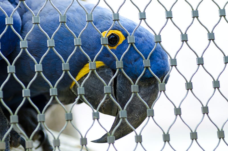 A hyacinth macaw looking out from its enclosure.