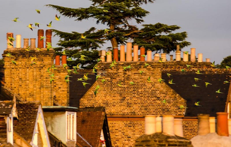 A flock of ring-necked parakeets in London.