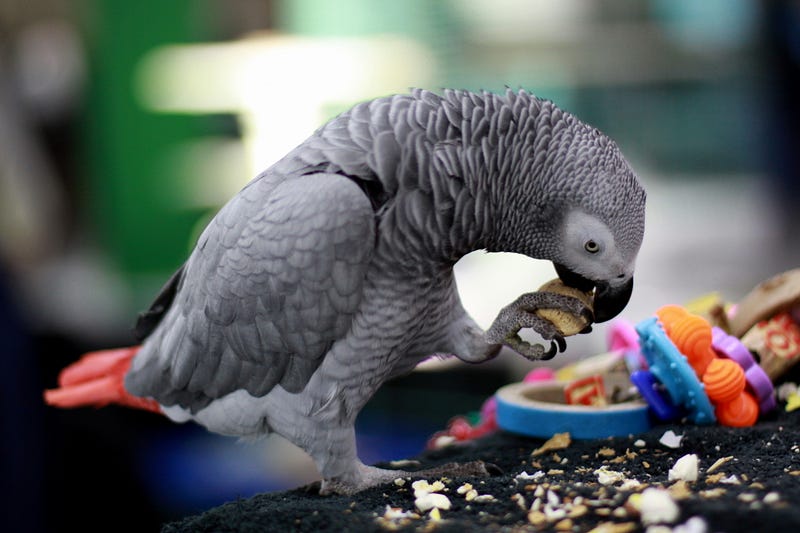 A captive African grey parrot extracting an almond from its shell.